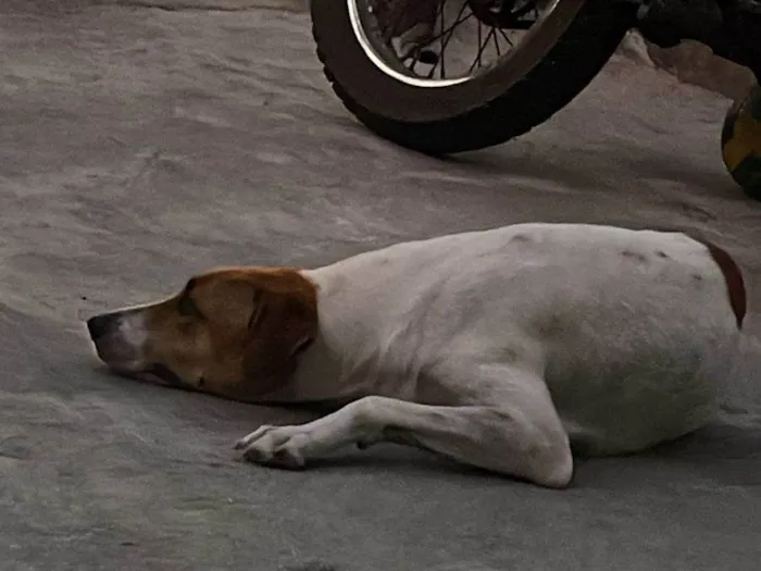 Cachorro ra a SRD-ViraLata idade 3 anos nome Dayo