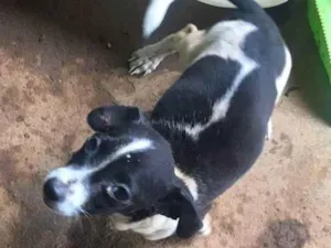 Cachorro raça SRD-ViraLata idade 2 a 6 meses nome Nick