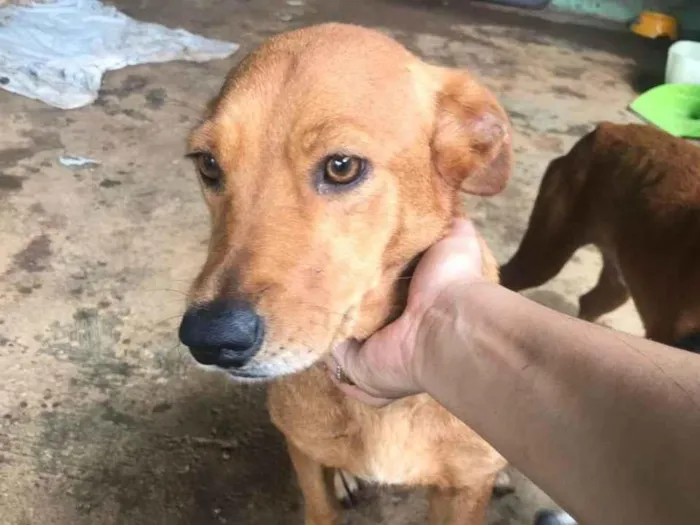 Cachorro ra a SRD-ViraLata idade 5 anos nome Lara