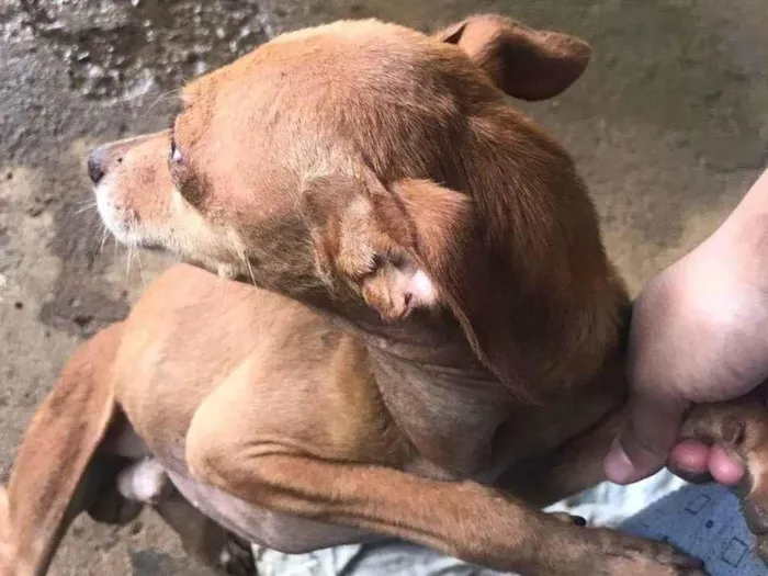 Cachorro ra a Pinscher idade 6 ou mais anos nome Bob