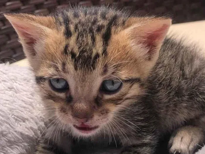 Gato ra a SRD-ViraLata idade Abaixo de 2 meses nome Gatinho Tigrado 