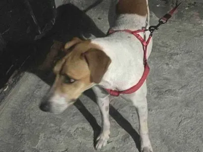 Cachorro raça SRD-ViraLata idade 3 anos nome Dayo