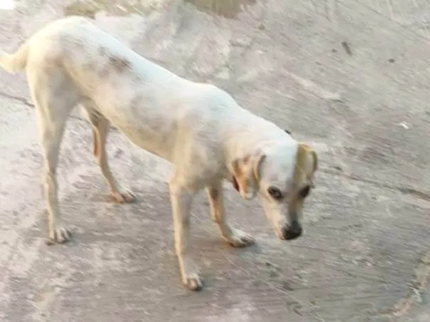 Cachorro ra a SRD-ViraLata idade 7 a 11 meses nome Simba