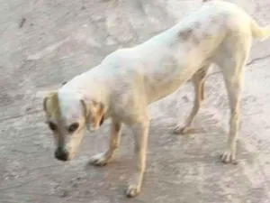 Cachorro raça SRD-ViraLata idade 7 a 11 meses nome Simba