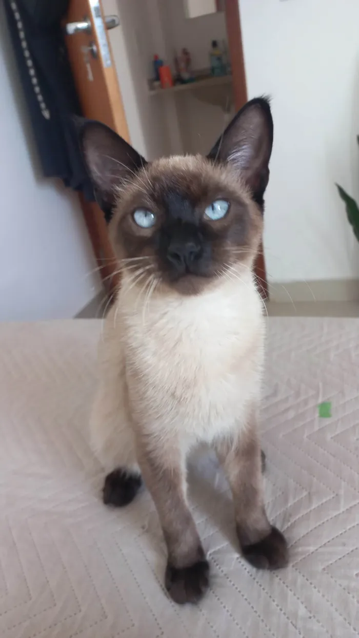 Gato ra a Siamês idade 2 a 6 meses nome Não tem nome