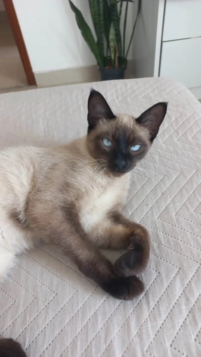 Gato ra a Siamês idade 2 a 6 meses nome Não tem nome