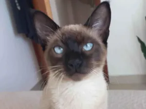 Gato raça Siamês idade 2 a 6 meses nome Não tem nome