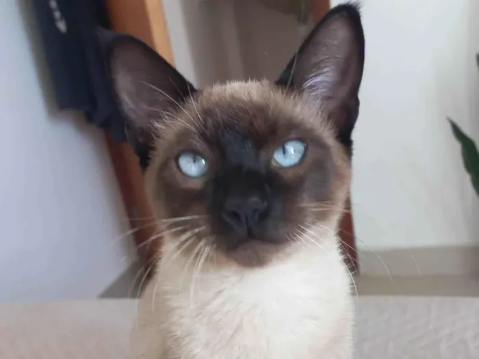 Gato ra a Siamês idade 2 a 6 meses nome Não tem nome