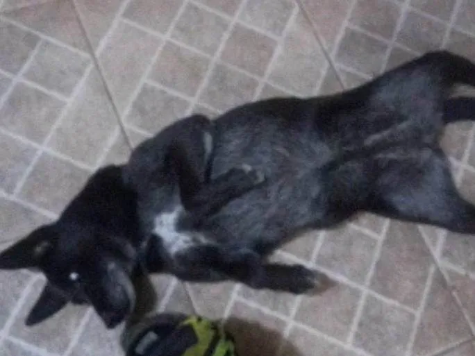 Cachorro ra a SRD-ViraLata idade 6 ou mais anos nome Preta