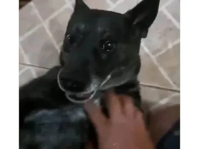 Cachorro raça SRD-ViraLata idade 6 ou mais anos nome Preta