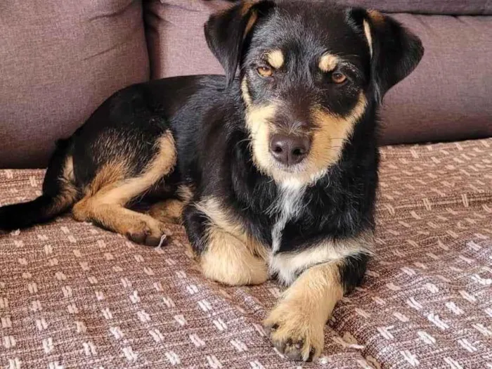 Cachorro ra a SRD-ViraLata idade 4 anos nome Sem nome