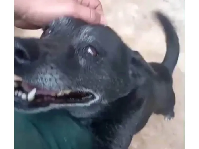 Cachorro ra a SRD-ViraLata idade 6 ou mais anos nome Preta