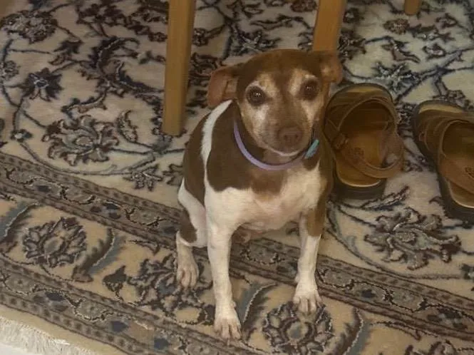 Cachorro ra a Fox Terrier idade 5 anos nome Branquinha 