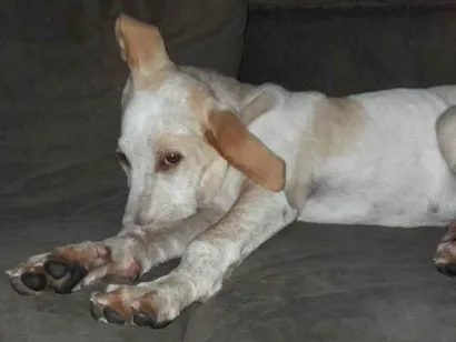 Cachorro raça SRD-ViraLata idade 2 a 6 meses nome Skank