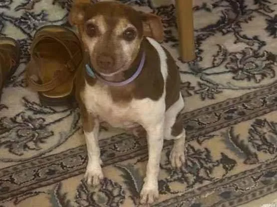 Cachorro ra a Fox Terrier idade 5 anos nome Branquinha 