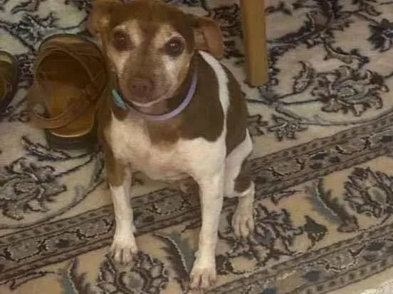 Cachorro ra a Fox Terrier idade 5 anos nome Branquinha 