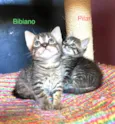 Pilar e Bibiano