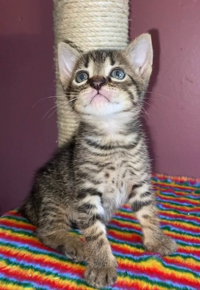 Gato ra a SRD-ViraLata idade Abaixo de 2 meses nome Pilar e Bibiano 