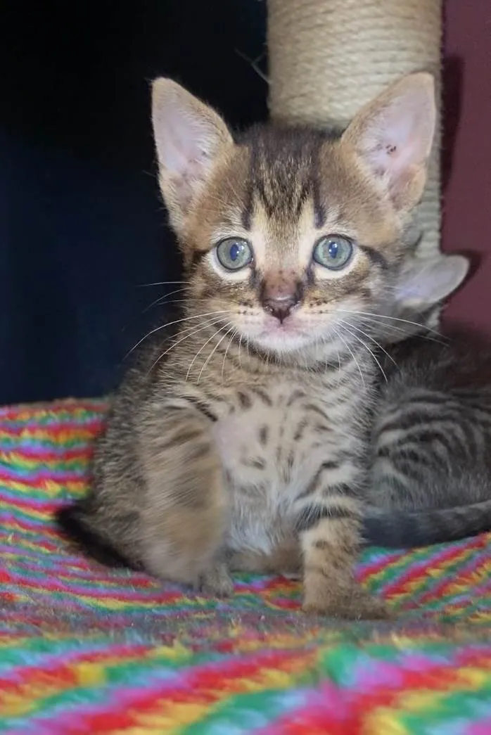 Gato ra a SRD-ViraLata idade Abaixo de 2 meses nome Pilar e Bibiano 