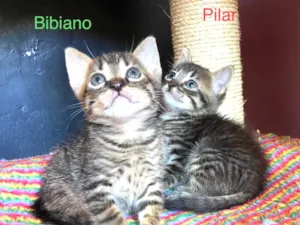 Gato raça SRD-ViraLata idade Abaixo de 2 meses nome Pilar e Bibiano 