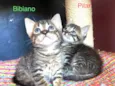 Pilar e Bibiano
