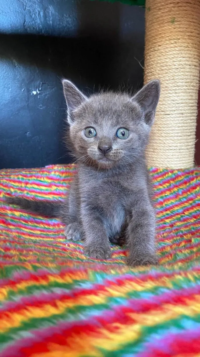 Gato ra a SRD-ViraLata idade Abaixo de 2 meses nome Thiaga e Violeta