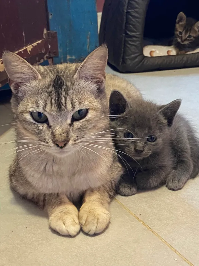 Gato ra a SRD-ViraLata idade Abaixo de 2 meses nome Thiaga e Violeta