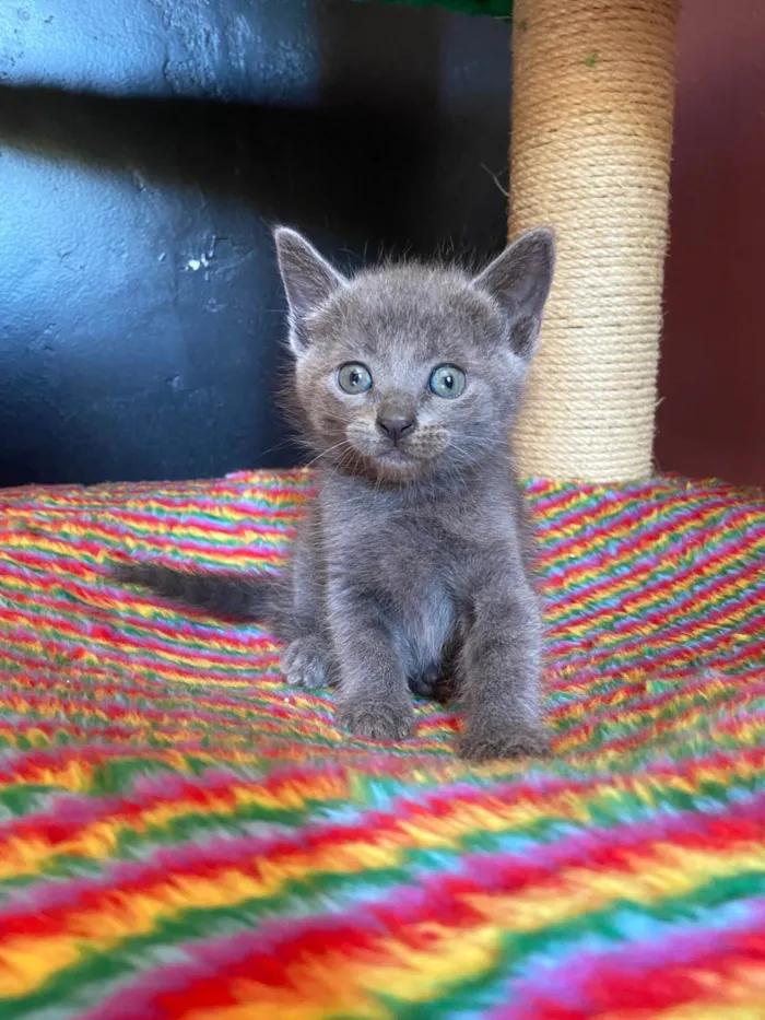 Gato ra a SRD-ViraLata idade Abaixo de 2 meses nome Thiaga e Violeta