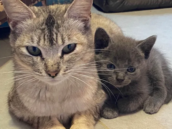 Gato ra a SRD-ViraLata idade Abaixo de 2 meses nome Thiaga e Violeta