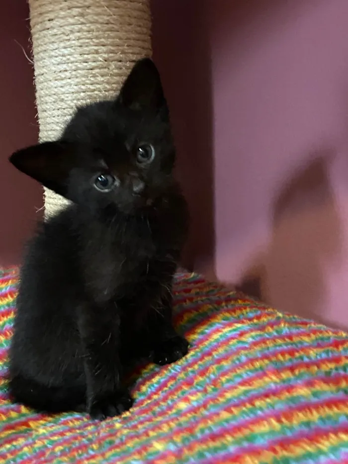 Gato ra a SRD-ViraLata idade Abaixo de 2 meses nome Guto e Tatá