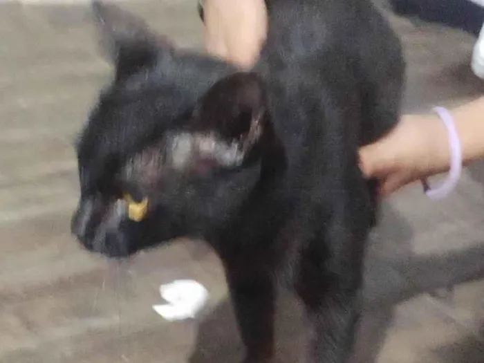 Gato ra a SRD-ViraLata idade 2 a 6 meses nome Nome desconhecido 