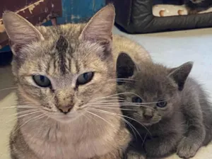 Gato raça SRD-ViraLata idade Abaixo de 2 meses nome Thiaga e Violeta