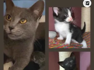 Gato raça SRD-ViraLata idade Abaixo de 2 meses nome Guto e Tatá