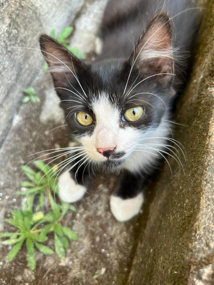 Gato ra a Siamês idade 2 a 6 meses nome Biludinho 