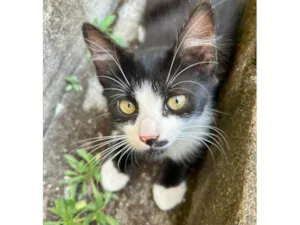 Gato raça Siamês idade 2 a 6 meses nome Biludinho 