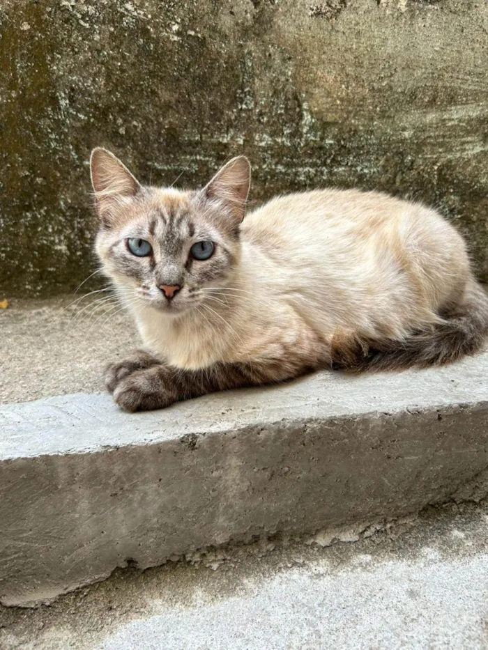 Gato ra a Siamês idade 2 anos nome Mia 