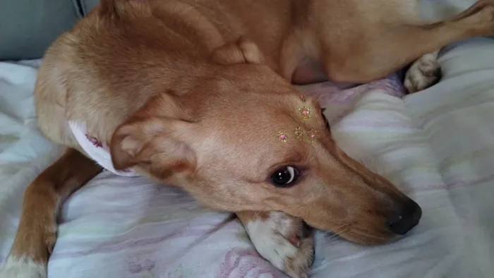 Cachorro ra a SRD-ViraLata idade 1 ano nome Dóris 