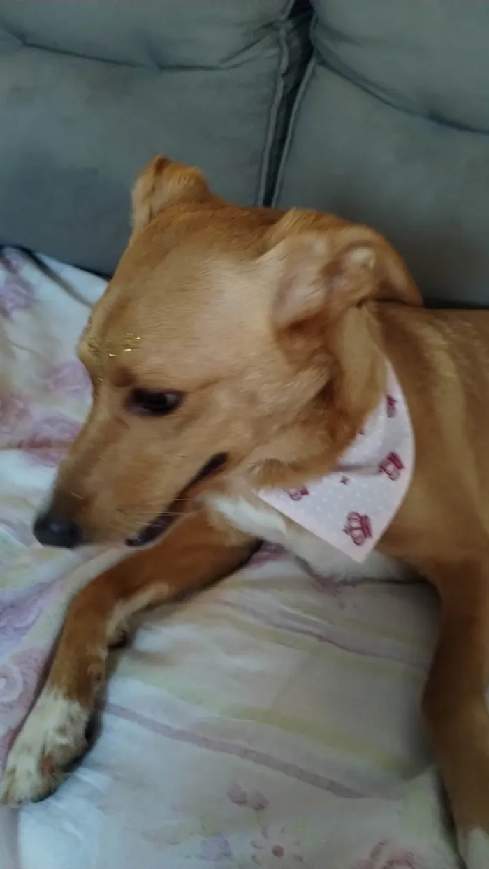 Cachorro ra a SRD-ViraLata idade 1 ano nome Dóris 