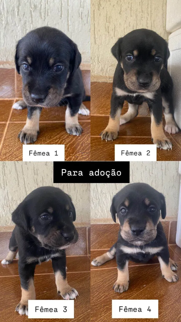 Cachorro ra a SRD-ViraLata idade Abaixo de 2 meses nome Lalá