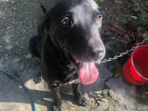 Cachorro raça SRD-ViraLata idade 3 anos nome Plíneo