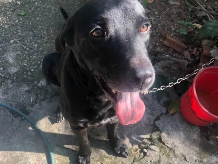 Cachorro ra a SRD-ViraLata idade 3 anos nome Plíneo