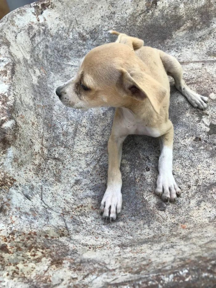 Cachorro ra a SRD-ViraLata idade 2 a 6 meses nome Lara