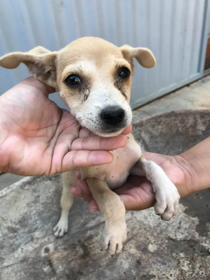 Cachorro ra a SRD-ViraLata idade 2 a 6 meses nome Lara