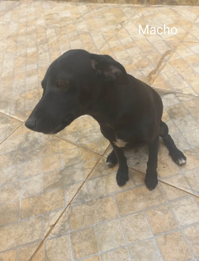 Cachorro ra a SRD-ViraLata idade 2 a 6 meses nome Cachorro filhote 