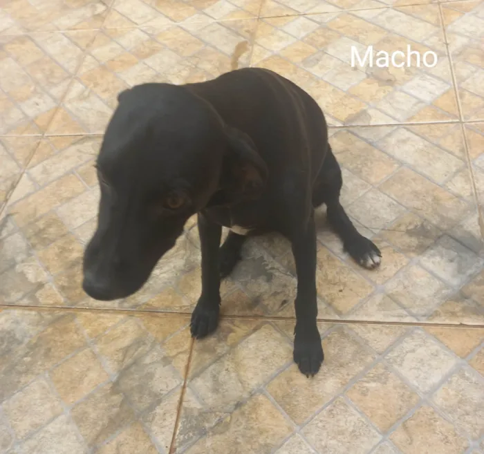 Cachorro ra a SRD-ViraLata idade 2 a 6 meses nome Cachorro filhote 