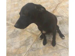 Cachorro raça SRD-ViraLata idade 2 a 6 meses nome Cachorro filhote 