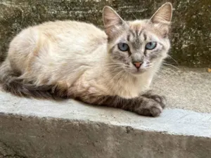 Gato raça Siamês idade 2 anos nome Mia 