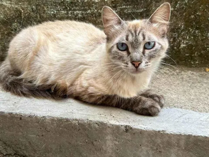 Gato ra a Siamês idade 2 anos nome Mia 