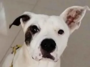 Cachorro raça SRD-ViraLata idade 1 ano nome Simba 