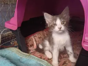 Gato raça Persa idade Abaixo de 2 meses nome Mix Persas adocao